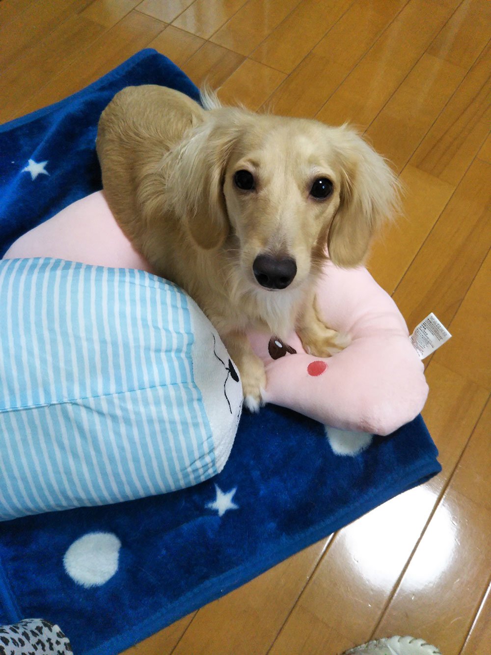 占い師愛琉のお気に入り写真2